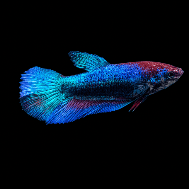 5BT26 - [ARRIVED 1-JUL-2026] Halfmoon Female Betta - Nano Tanks Australia