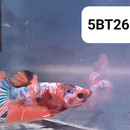 5BT26 - [ARRIVED 2 - JUL - 2025] Galaxy Koi Halfmoon Plakat Male Betta - Nano Tanks Australia