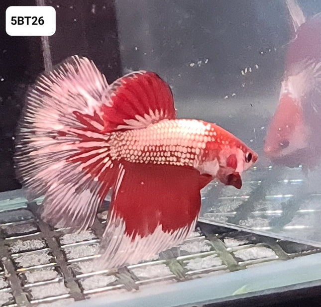 5BT26 - [ARRIVED 24 - MAY - 2025] Carmine Red Halfmoon Male Betta - Nano Tanks Australia