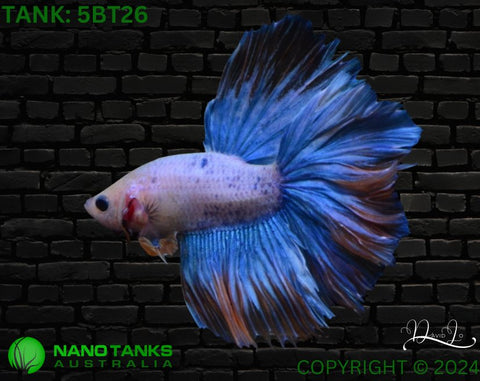 5BT26 - Yellow Fancy Halfmoon Betta Male - Nano Tanks Australia Aquarium Shop