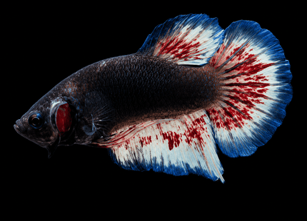 5BT31 - [ARRIVED 19-MAR-2026] Yellow Vanda Halfmoon Plakat Male Betta - Nano Tanks Australia
