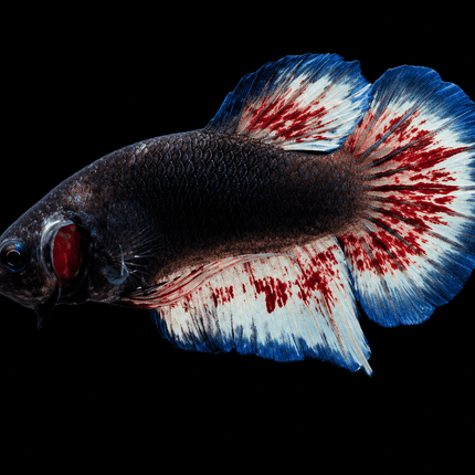5BT31 - [ARRIVED 19-MAR-2026] Yellow Vanda Halfmoon Plakat Male Betta - Nano Tanks Australia