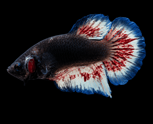 5BT31 - [ARRIVED 19-MAR-2026] Yellow Vanda Halfmoon Plakat Male Betta - Nano Tanks Australia