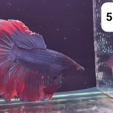 5BT31 - [ARRIVED 2 - JUL - 2025] Red Blue Butterfly Halfmoon Betta Male - Nano Tanks Australia