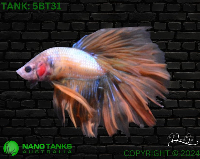 5BT31 - Yellow Fancy Halfmoon Betta Male - Nano Tanks Australia Aquarium Shop