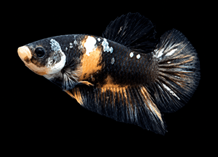 5BT32 - [ARRIVED 4-MAY-2026] Black Base Koi Halfmoon Plakat Male (2026 Pattern) - Nano Tanks Australia