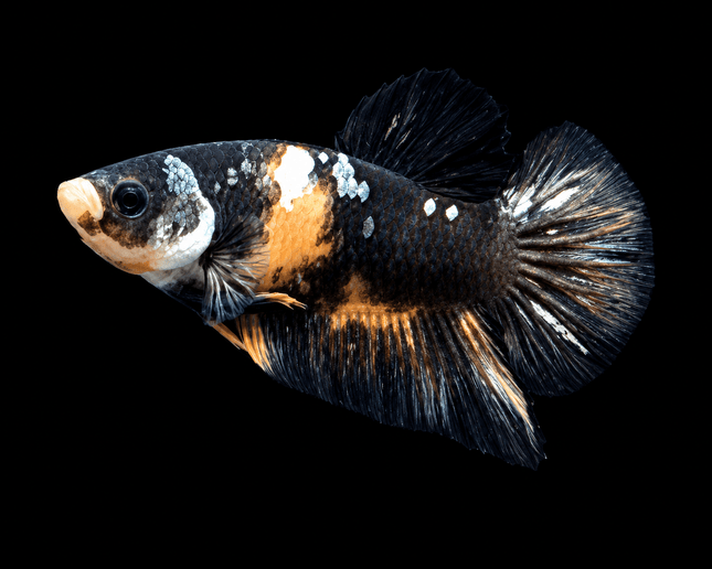 5BT32 - [ARRIVED 4-MAY-2026] Black Base Koi Halfmoon Plakat Male (2026 Pattern) - Nano Tanks Australia