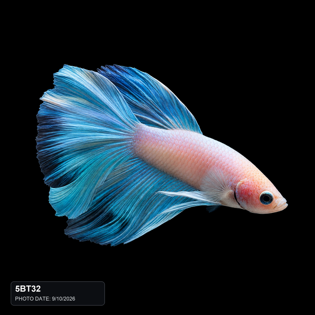 5BT32 - Pastel Pink and Blue Halfmoon Male - Nano Tanks Australia