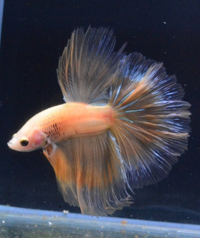 5BT32 - Yellow Butterfly Halfmoon Betta Male - Nano Tanks Australia Aquarium Shop