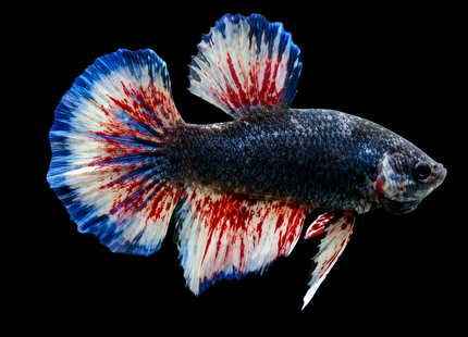 5BT33 - [ARRIVED 19-MAR-2026] Yellow Vanda Halfmoon Plakat Male Betta - Nano Tanks Australia
