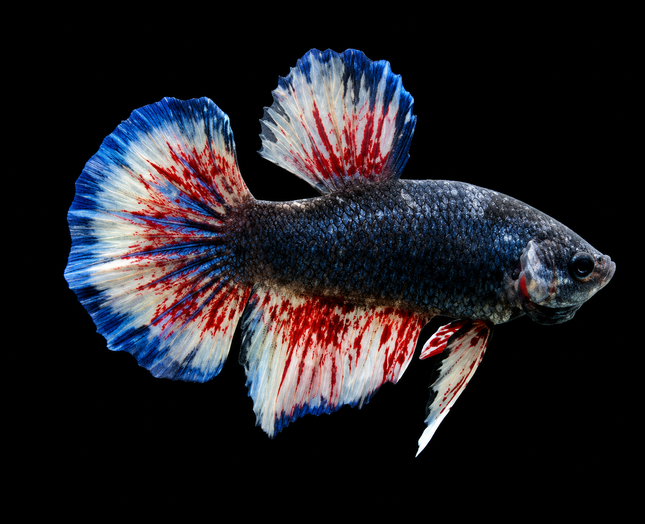5BT33 - [ARRIVED 19-MAR-2026] Yellow Vanda Halfmoon Plakat Male Betta - Nano Tanks Australia