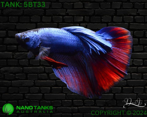 5BT33 - Red Fancy Halfmoon Betta Male - Nano Tanks Australia Aquarium Shop