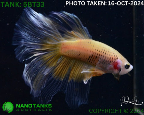 5BT33 - Yellow Butterfly Betta Male - Nano Tanks Australia Aquarium Shop