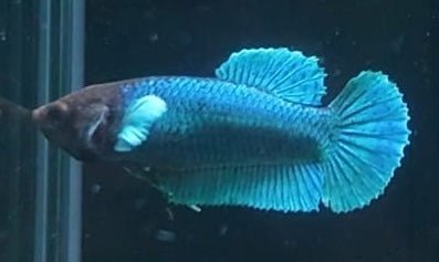 5BT34 - [ARRIVED 29 - MAY - 2026] Elephant Ear Halfmoon Plakat Female Betta - Nano Tanks Australia