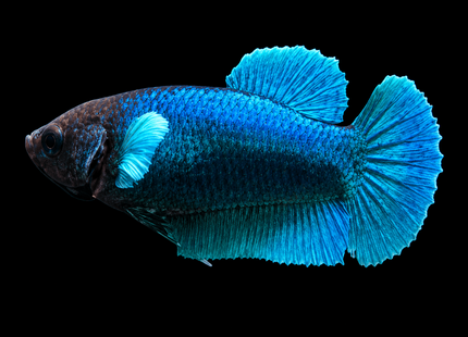 5BT34 - [ARRIVED 29-MAY-2026] Elephant Ear Halfmoon Plakat Female Betta - Nano Tanks Australia
