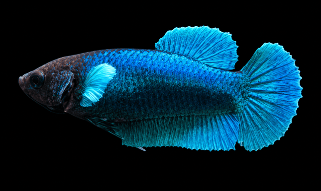 5BT34 - [ARRIVED 29-MAY-2026] Elephant Ear Halfmoon Plakat Female Betta - Nano Tanks Australia