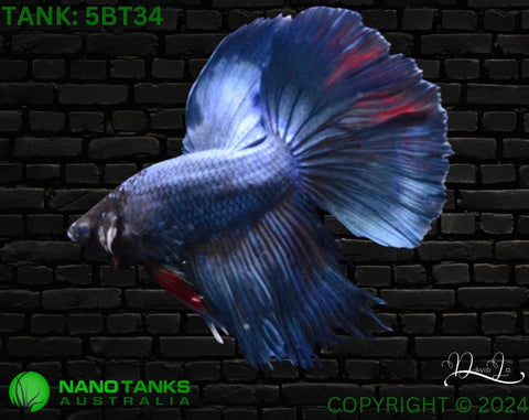 5BT34 - Blue Fancy Halfmoon Betta Male - Nano Tanks Australia Aquarium Shop