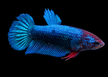 5BT35 - [ARRIVED 1-JUL-2026] Halfmoon Female Betta - Nano Tanks Australia