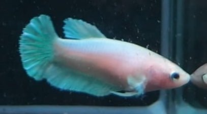 5BT35 - [ARRIVED 29 - MAY - 2026] Elephant Ear Halfmoon Plakat Female Betta - Nano Tanks Australia
