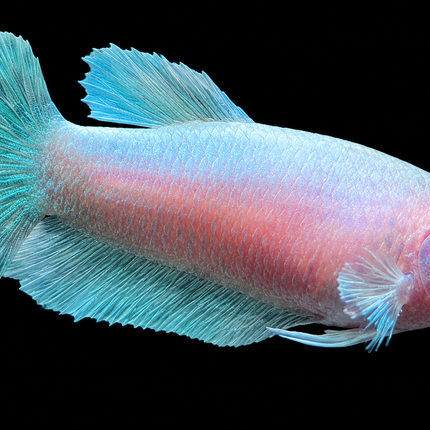 5BT35 - [ARRIVED 29-MAY-2026] Elephant Ear Halfmoon Plakat Female Betta - Nano Tanks Australia
