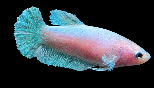 5BT35 - [ARRIVED 29-MAY-2026] Elephant Ear Halfmoon Plakat Female Betta - Nano Tanks Australia