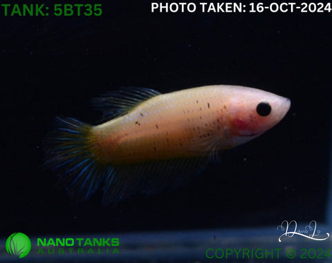 5BT35 - Yellow Fancy Betta Female - Nano Tanks Australia Aquarium Shop