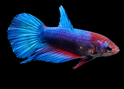 5BT36 - [ARRIVED 1-JUL-2026] Halfmoon Female Betta - Nano Tanks Australia