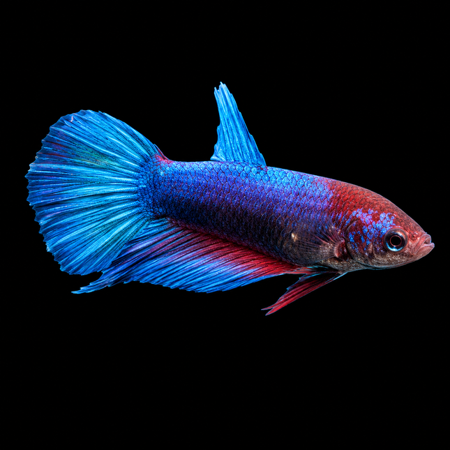 5BT36 - [ARRIVED 1-JUL-2026] Halfmoon Female Betta - Nano Tanks Australia
