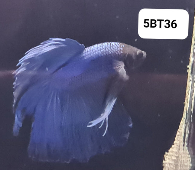 5BT36 - [ARRIVED 2 - JUL - 2025] Blue Halfmoon Betta Male - Nano Tanks Australia