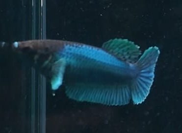 5BT36 - [ARRIVED 29 - MAY - 2026] Elephant Ear Halfmoon Plakat Female Betta - Nano Tanks Australia