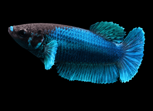5BT36 - [ARRIVED 29-MAY-2026] Elephant Ear Halfmoon Plakat Female Betta - Nano Tanks Australia