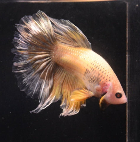 5BT36 - Yellow Butterfly Halfmoon Rosetail Betta Male - Nano Tanks Australia Aquarium Shop