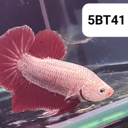 5BT41 - [ARRIVED 2 - JUL - 2025] Red Dragon Halfmoon Plakat Betta Male - Nano Tanks Australia