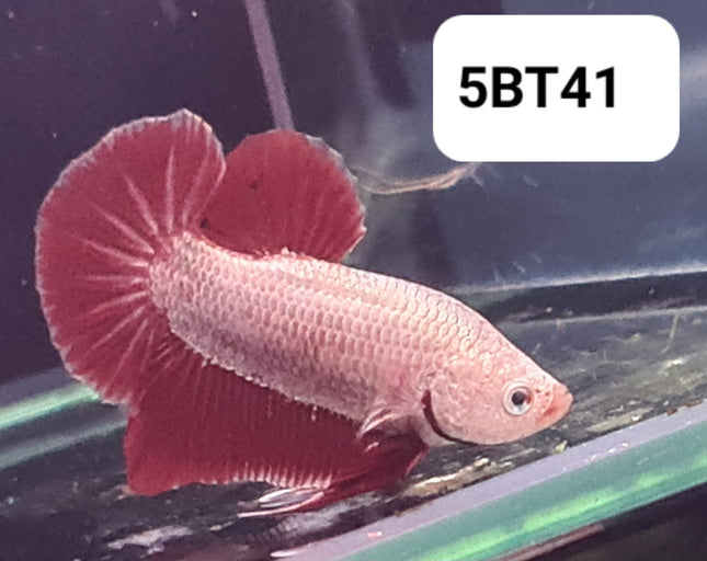 5BT41 - [ARRIVED 2 - JUL - 2025] Red Dragon Halfmoon Plakat Betta Male - Nano Tanks Australia