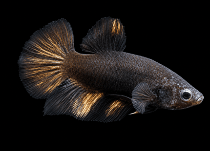 5BT41 - [ARRIVED 4-MAY-2026] Black Base Koi Halfmoon Plakat Male (2026 Pattern) - Nano Tanks Australia