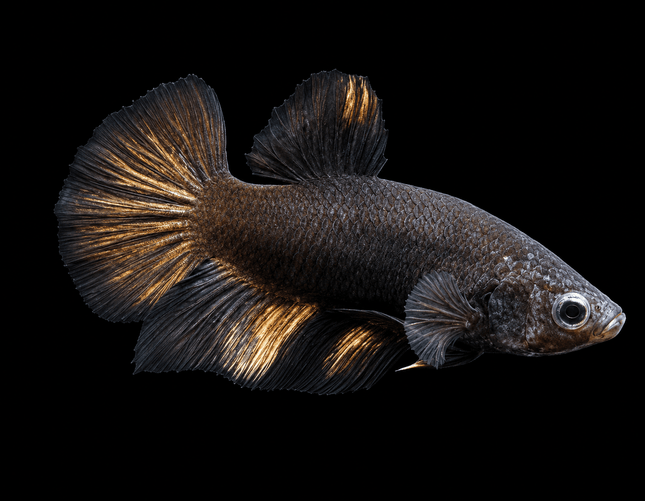 5BT41 - [ARRIVED 4-MAY-2026] Black Base Koi Halfmoon Plakat Male (2026 Pattern) - Nano Tanks Australia
