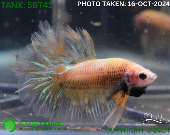 5BT41 - Yellow Fancy Betta Male - Nano Tanks Australia Aquarium Shop