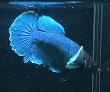 5BT42 - [ARRIVED 19 - MAR - 2026] Yellow Vanda Halfmoon Plakat Male Betta - Nano Tanks Australia