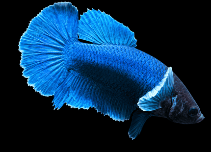 5BT42 - [ARRIVED 19-MAR-2026] Yellow Vanda Halfmoon Plakat Male Betta - Nano Tanks Australia