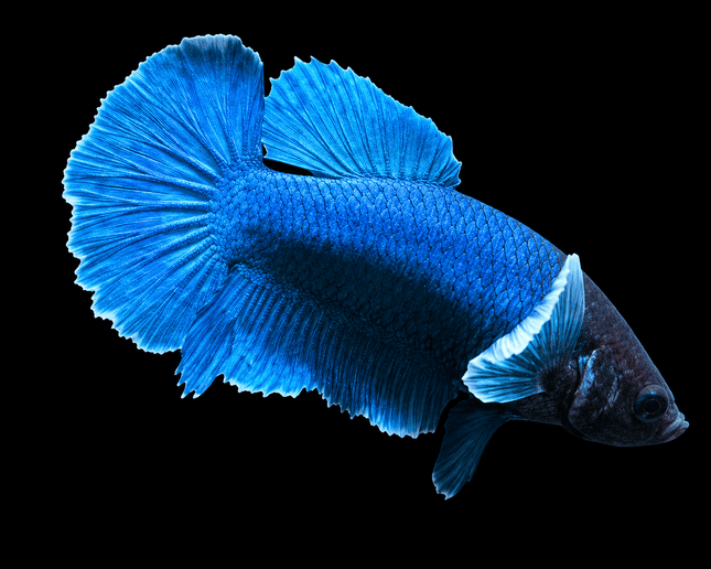 5BT42 - [ARRIVED 19-MAR-2026] Yellow Vanda Halfmoon Plakat Male Betta - Nano Tanks Australia