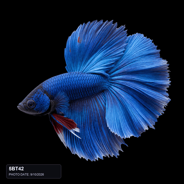 5BT42 - Blue White Butterfly Halfmoon Male - Nano Tanks Australia