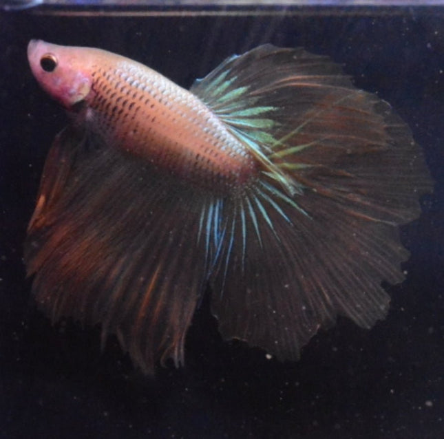 5BT42 - Yellow Halfmoon Betta Male - Nano Tanks Australia Aquarium Shop