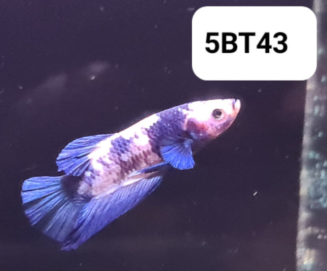5BT43 - [ARRIVED 2 - JUL - 2025] Blue Dalmation Halfmoon Plakat Fancy Betta Male - Nano Tanks Australia
