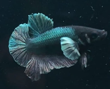 5BT43 - [ARRIVED 29 - MAY - 2026] Halfmoon Elephant Ear Plakat Male Betta - Nano Tanks Australia