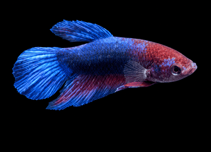 5BT43 - [ARRIVED 29-MAY-2026] Halfmoon Female Betta - Nano Tanks Australia