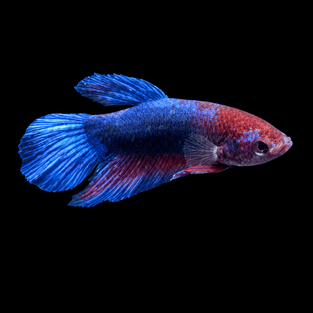 5BT43 - [ARRIVED 29-MAY-2026] Halfmoon Female Betta - Nano Tanks Australia