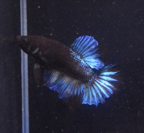 5BT43 - Black Blue Light Avatar Halfmoon Plakat Betta Male - Nano Tanks Australia Aquarium Shop