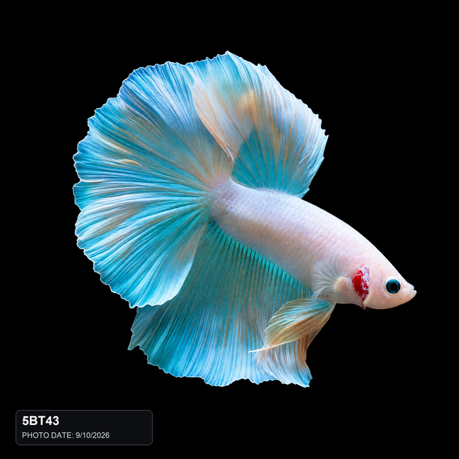 5BT43 - White Turquoise Halfmoon Male - Nano Tanks Australia