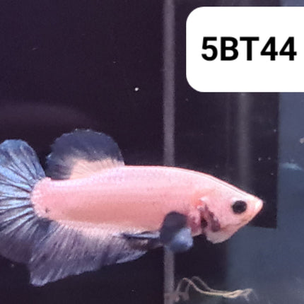 5BT44 - [ARRIVED 2 - JUL - 2025] Blue Rim Fancy Betta Male - Nano Tanks Australia
