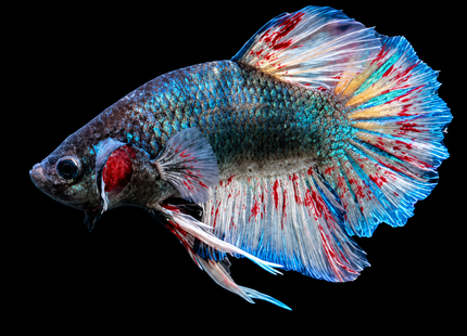 5BT44 - [ARRIVED 29-JUN-2026] Vanda Halfoon Plakat Male Betta - Nano Tanks Australia